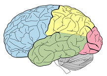 Brain segmented by colors