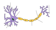 Neuron in brain